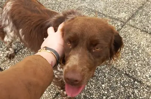 Chien perdu à Montaudin retrouvé - photo