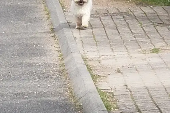 Chien blanc perdu à Lapalisse - photo