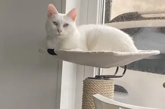 Chat perdu, , photo: Chat blanc Locki perdu - Aidez-nous!