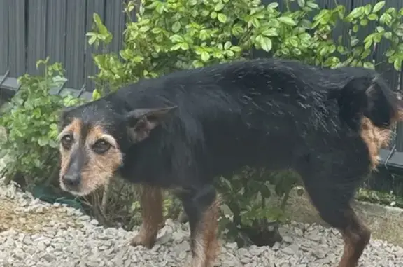 Chien Jagd Terrier trouvé à May-sur-Orne - photo