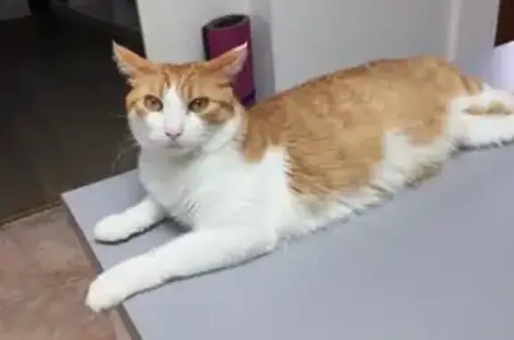 Animaux perdus Nîmes, photo: Chat perdu à Nîmes, impasse Mariette