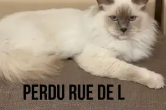 Animaux perdus Schiltigheim, photo: Chat Birman blanc perdu à Schiltigheim