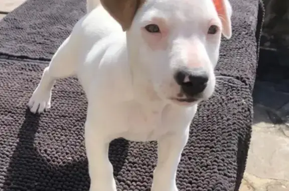 Animaux perdus , photo: Chiot Jack Russell perdu à Aubignas