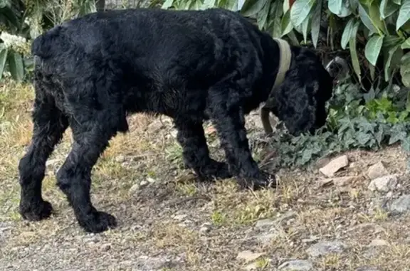 Chien cocker noir trouvé à Villié - photo