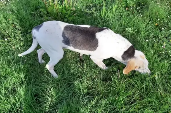 Chien trouvé à Argentine, non ID - photo