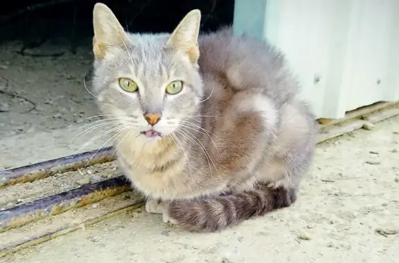 Chat gris mâle perdu retrouvé - photo
