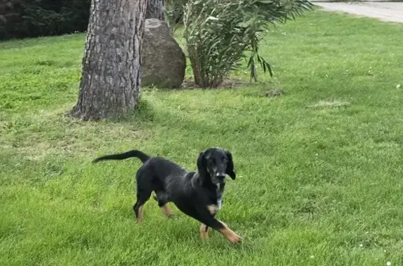 Chien croisé teckel trouvé - photo