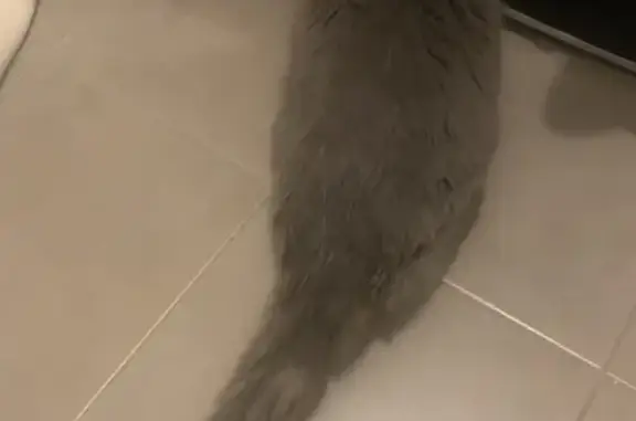 Chat gris sourd trouvé à Nantes - photo