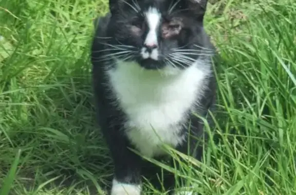 Chat malade trouvé à Carentan - photo