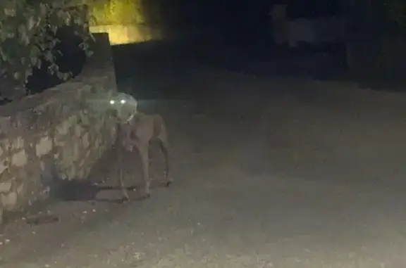 Chien blessé et méfiant à Saint-Victor - photo