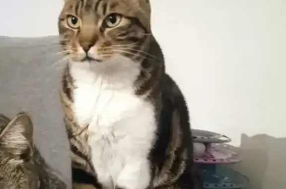 Chat perdu, La Trinité, photo: Guizmo, chat marbré, perdu