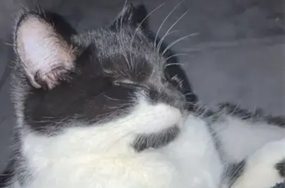 Chat perdu, , photo: Chatte Néra disparue à Saint-Prix