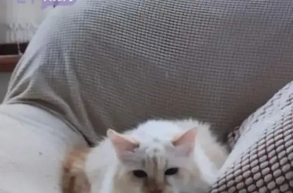 Animaux perdus , photo: Chat âgé Jinbei disparu à Saint-Aubin