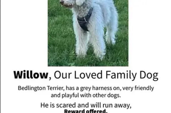 Lost Bedlington Terrier - Gray, Spaniards Rd!