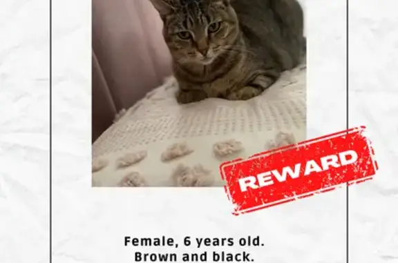 Lost Tabby Cat in Sydney - Help Find Her!