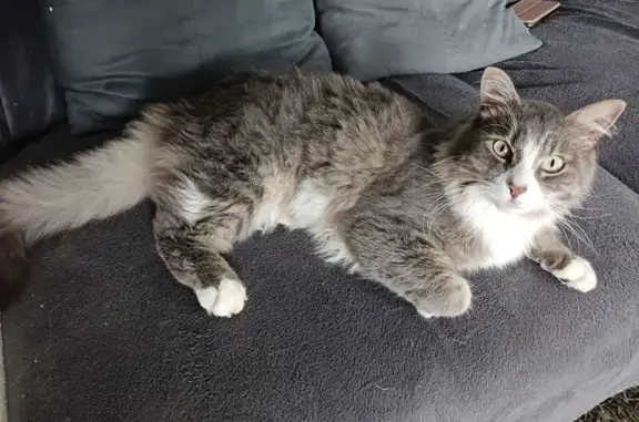 Animaux perdus Guipavas, photo: Chat castré gris perdu à Guipavas