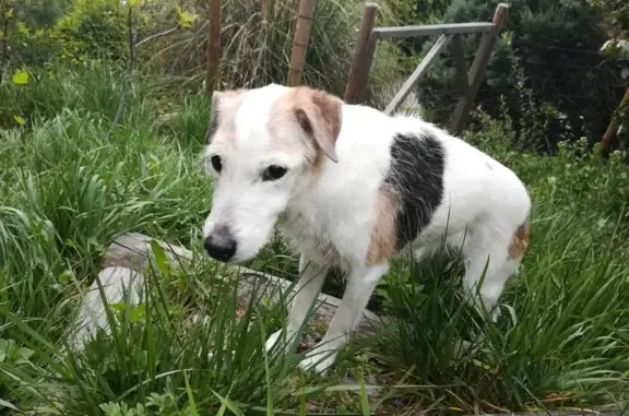 Chien perdu à Rochasson, Corenc - photo