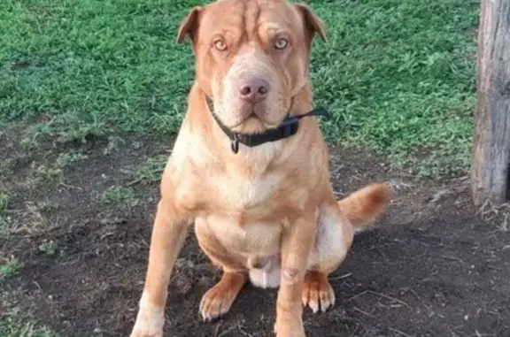 Chien perdu , photo : Sharpei perdu à Gumières