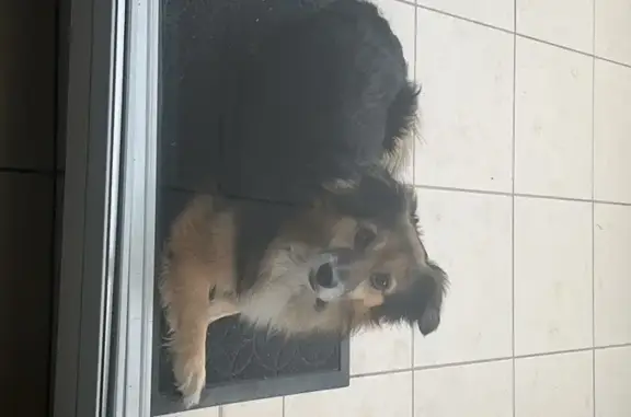 Chien errant trouvé à Arles - photo