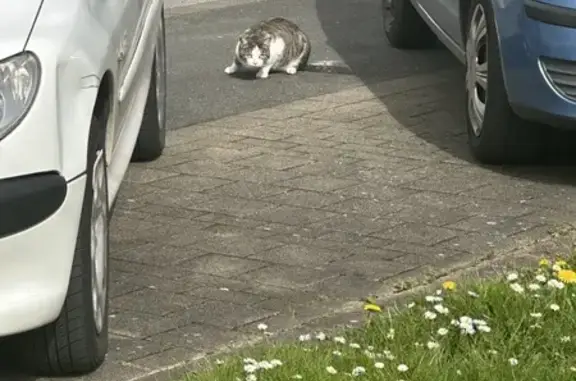 Chat perdu retrouvé à Rouvroy - photo