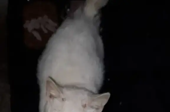 Chat câlin trouvé Allée Fragonard - photo