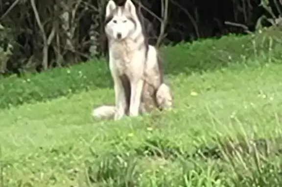 Chien Husky trouvé à Toulon-SA - photo