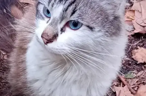 Chat mi-long yeux bleus trouvé - photo
