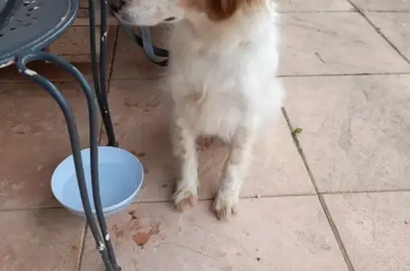 Chienne beige trouvée à Bligny - photo