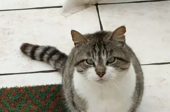 Chat mâle câlin trouvé à Benet - photo