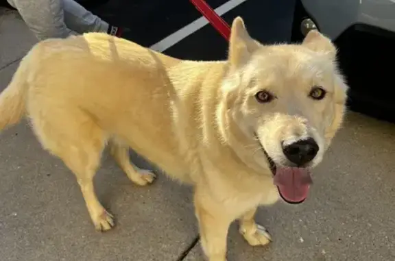 Found Husky Mix in Knoxville - Help Reunite!
