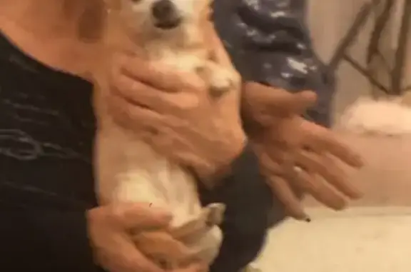 Chien perdu Laval, photo : Chihuahua caramel perdu à Laval