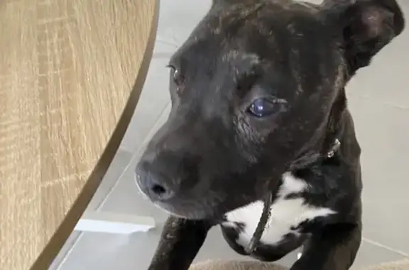 Chiot bringé trouvé à Cugnaux - photo