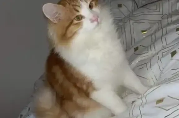 Chat perdu à Châteauneuf-Grasse - photo