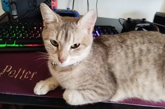 Animaux perdus Angoulême, photo: Avis de recherche: Misty, chat tigré