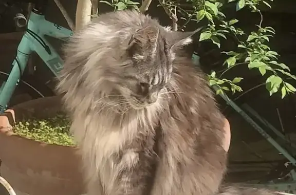 Animaux perdus Paris, photo: Perdu: Maine Coon gris, yeux verts
