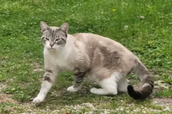 Chat affectueux trouvé à Entraigues - photo