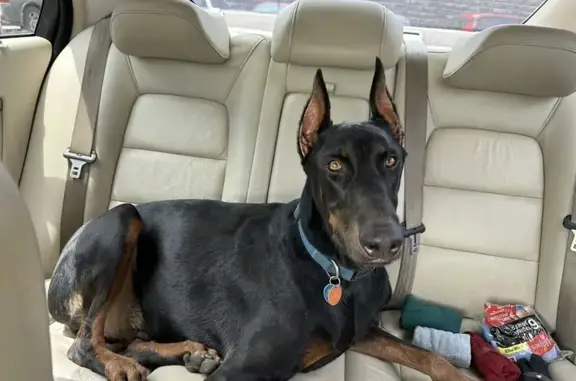 Lost Doberman: Microchipped, Collared - Raytown