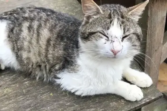 Chat gris-blanc trouvé à Neuvy-Bouin - photo