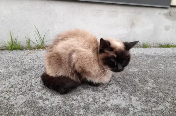 Chat siamois malade trouvé à Reims - photo