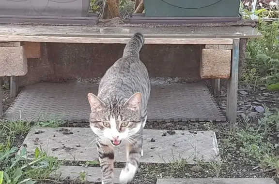 Chat sociable trouvé au Légué - photo
