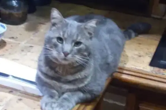 Chat perdu, Beaune-la-Rolande, photo: Sacha, chat gris perdu