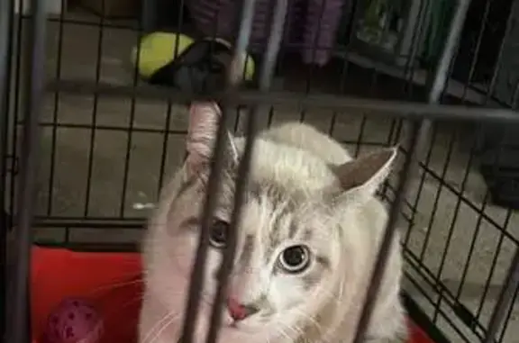 Chat perdu à Scorailles retrouvé - photo