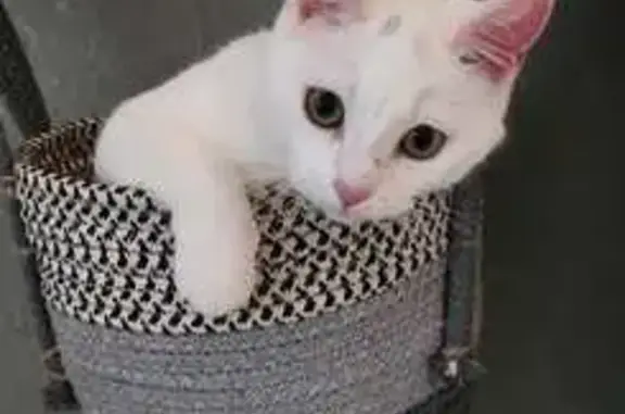 Chat perdu, Limoges, photo: Athena, chaton blanc perdu