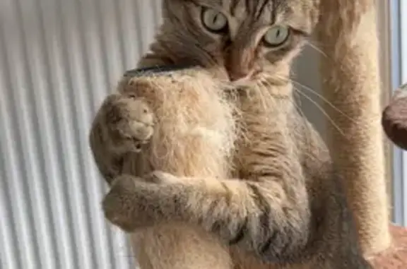 Chat perdu, Peyrehorade, photo: Chatte tricolore perdue à Pey