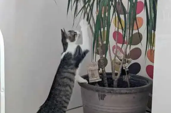 Animaux perdus Aubière, photo: Chatte sourde tigrée perdue