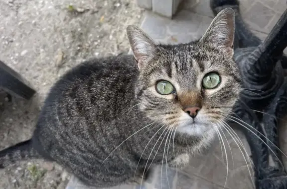 Chat tigré trouvé à Bruges - photo