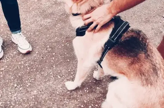 Berger Allemand Perdu à Chécy - photo