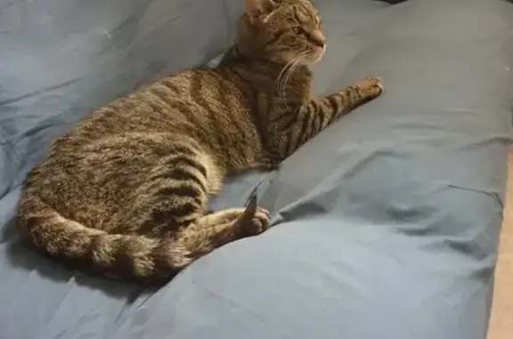 Chatte tigrée trouvée à Schiltigheim - photo