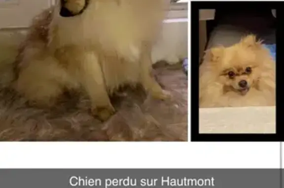 Chien perdu Hautmont, photo : Coco, Spitz crème perdu à Hautmont