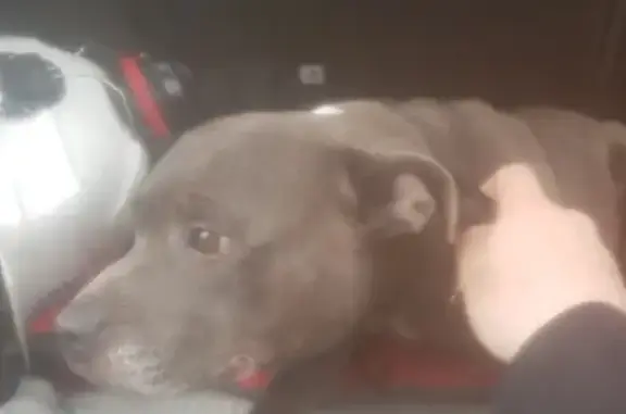 Chiot gris trouvé à Cruas - photo